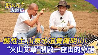 酸性土、山泉水滋養陽明山！「火山艾草」開啟一座山的療癒
