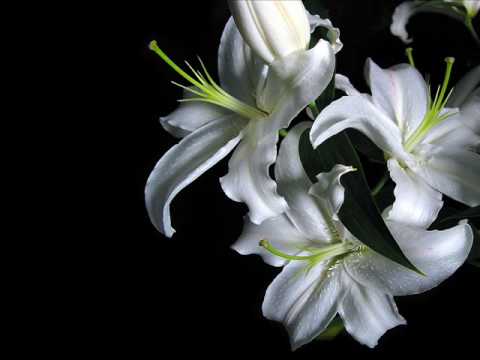 Veritasaga feat. Adlitteram-N-am_putut..