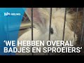 Zwembadjes, ijs en sproeiers moeten dieren koel houden