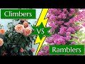 Difference Between Climbing And Rambling Roses