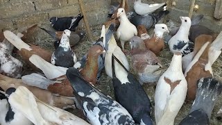 Kabutar Bazi Video | Pigeons Training Video | Colorful Birds Video | Parendy |