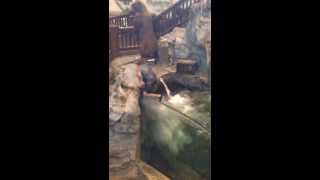preview picture of video 'Jumping in the Bass pro shop fish tank in Pearl, MS'