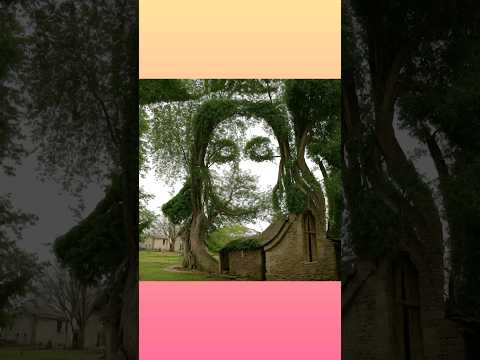 Reel tagged #harharmahadev