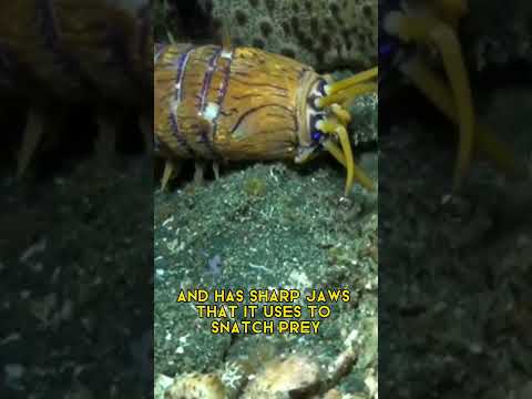 Finn Bobbitworm - Get It Right - Misc Originals