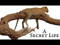 A Secret Life