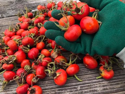 Harvesting Rosehips and how to use them! Rosa Rugosa foraging medicinal plants!