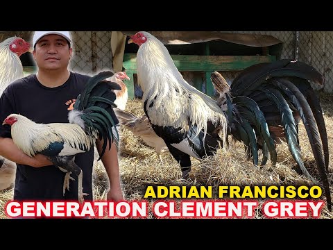 Generations Clement Grey Kelso Sweater - Red Cliff Farm Beautiful Birds