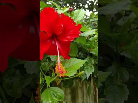 #funny #nature #flowers #motivation #love #comedy