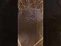 The Frogs and Mink: Irish Wildlife