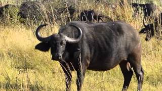 preview picture of video '5,000 plus buffalo arrive at Kwando concession ©Kristina Trowbridge'