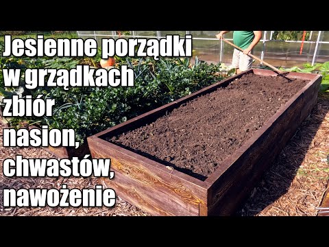 Porządki w warzywniku. Zbiór nasion, plonów, usuwanie chwastów, nawożenie grządek - Ogarnąć ogród 21
