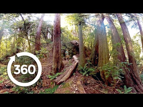 Redwoods: Walk Among Giants (360 Video)