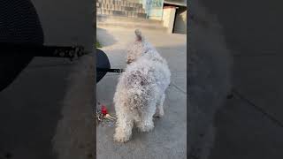 Free Poodle, The Craigslist Ad Said. Now In Our Care, Coco Whimpers At Human Touch