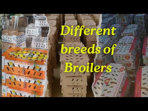 Broiler Breeds Best for you