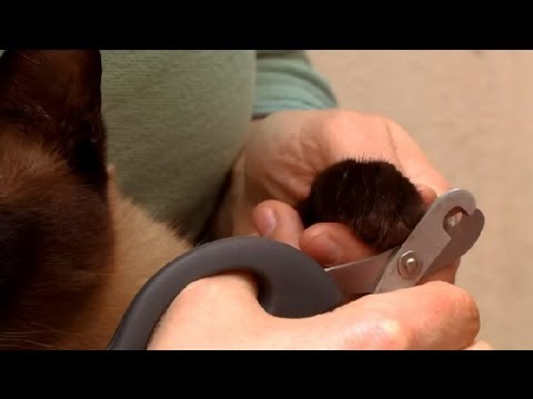 How to Cut Your Cat's Nails : How to Take Care of Your Cat