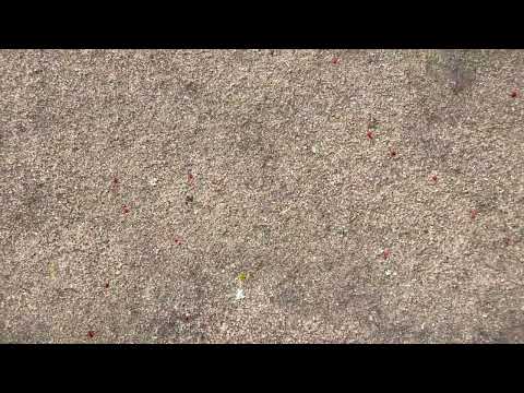 Walkway Crawling with Clover Mites in...