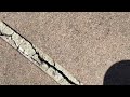 Walkway Crawling with Clover Mites in Manchester Township, NJ