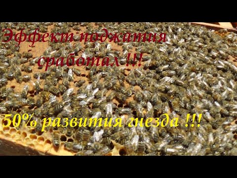 Весеннее расширение пчелиной колонии методом Блинова