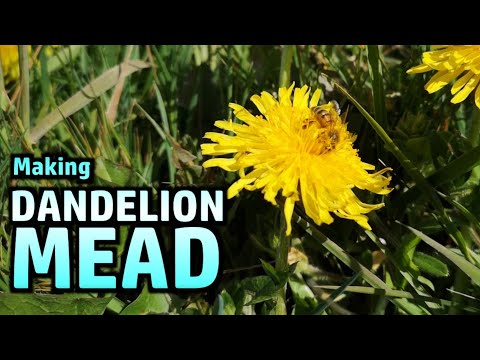 Making Dandelion Mead (Metheglin) - Part 1