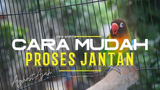 Download lagu CARA MUDAH PROSES LOVEBIRD JANTAN‼️ mp3