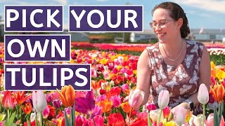 🌷 The BEST WAY to see Dutch Tulip Flower Fields near Keukenhof and Amsterdam