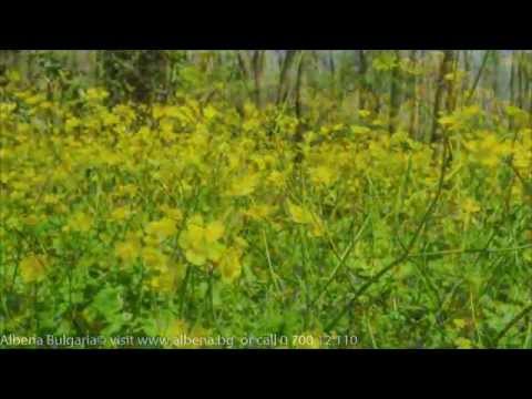 The green hearth of Albena 2