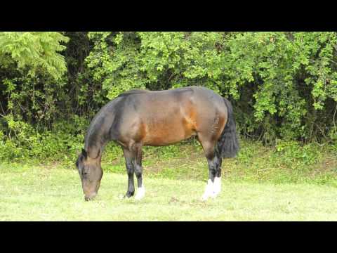 Cabanha Guanabara - Macabra