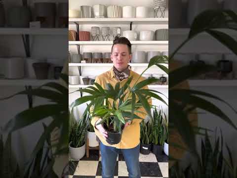 Pflegeleitfaden für Kentia-Palmen