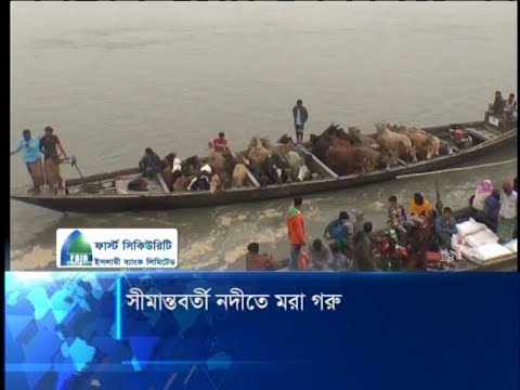 সীমান্তবর্তী নদীতে মরা গরু |