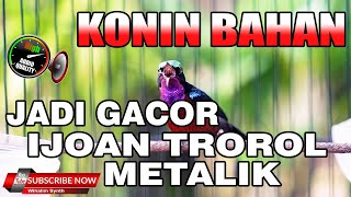 Download lagu TERAPI KONIN AGAR CEPAT GACOR !! KOLIBRI NINJA IJOAN TROTOL METALIK JADI GACOR PERMANEN !! mp3