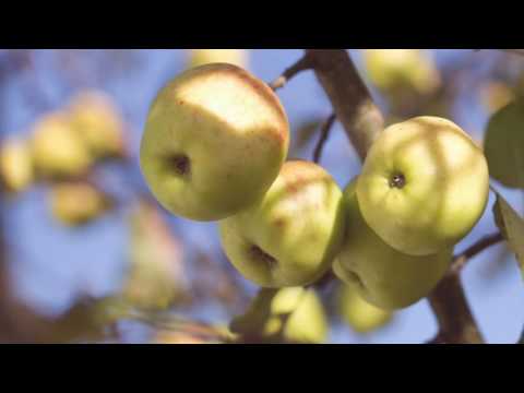 Graas Van De Wei - Ivo van der Bijl (arr. YVM)