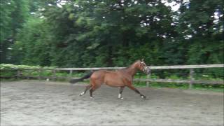 Video of Ideaal