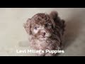 Havapoo dogs for sale: Sophie - Video 1