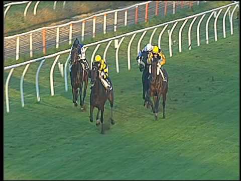 Galoppo 16/11/2016 - 3ª corsa