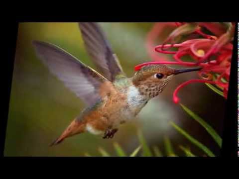 Beija Flor -Flávio Venturini e Luiza Possi