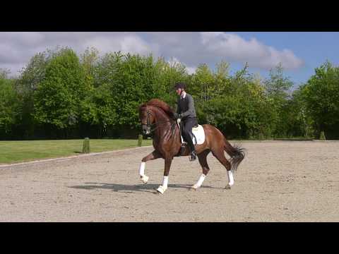 Dali born 2012 by Don Juan de Hus/Sandro Hit