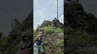 Download lagu waw luarbiasa ayam hutan ini🙂 #shortsvideo #ayamberkualitas #shorts mp3