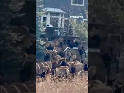 RAISE THE HOOF: Community left STUNNED after a massive elk herd took over backyards #foxnews #news