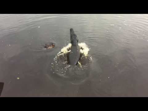 Jacaré do Pantanal comendo piranha. Fazenda São Francisco.