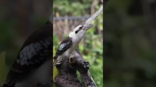 Download lagu voice of Laughing kookaburra. like and subscribe for more vedios. save nature. save nature save πππ¦ mp3 Download lagu voice of Laughing kookaburra. like and subscribe for more vedios. save nature. save nature save πππ¦ mp3