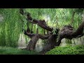 IN THE WOODS - Weeping Willow