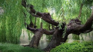 IN THE WOODS - Weeping Willow