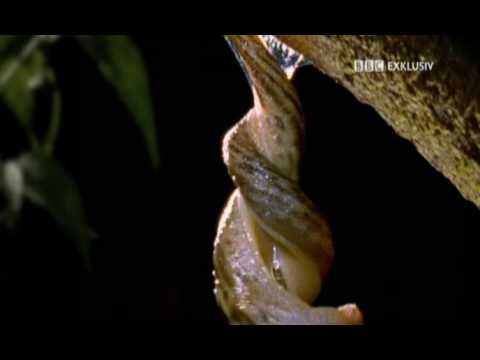 BBC Exklusiv - Nacktschnecken