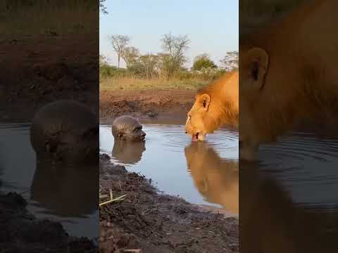 Espere até o final…#shorts#youtubeshorts#vidaselvagem#leao#natureza#surpresa#animal#realista
