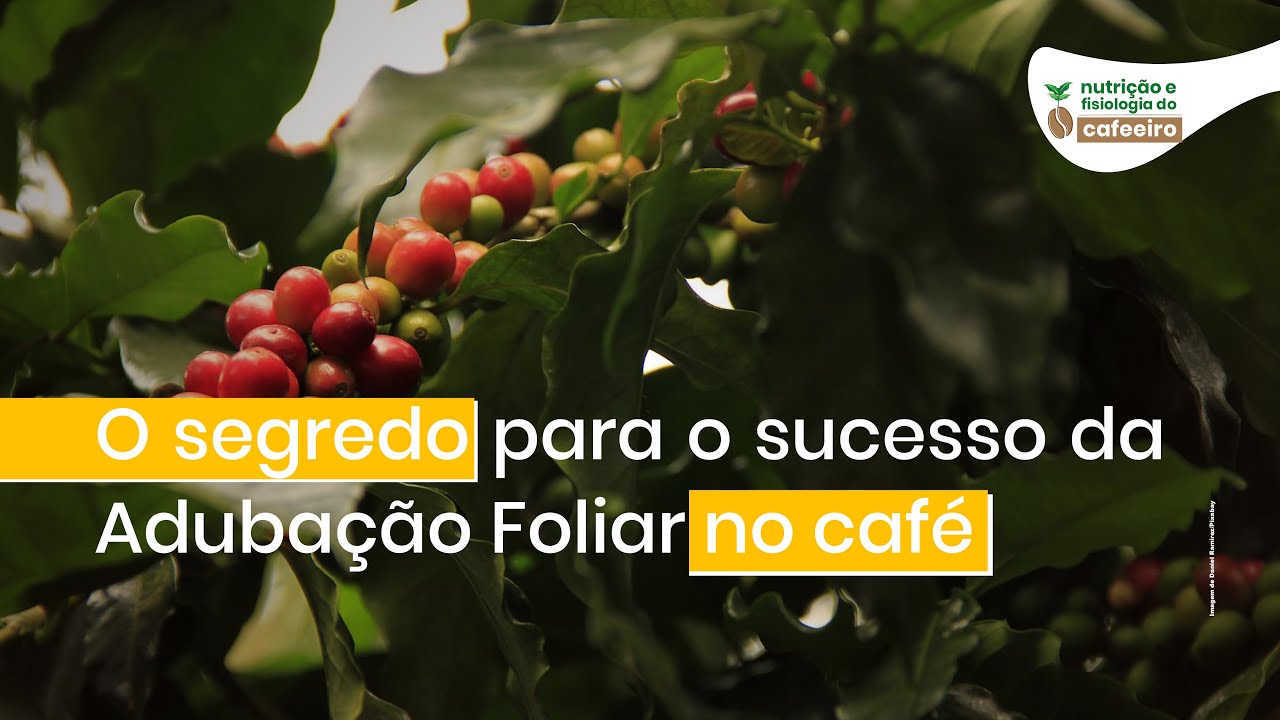 O segredo para o sucesso da adubação foliar no café | Nutrição e Fisiologia do Cafeeiro
