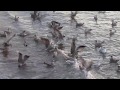 Seagull Feeding Frenzy