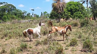 FOI COICE PARA TODO LADO! COLOCAMOS O POTRO COM A ÉGUA QUE GANHAMOS