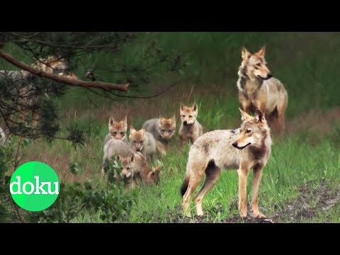 Gefahrenfaktor Wolf - Schützen oder schießen? | WDR Doku