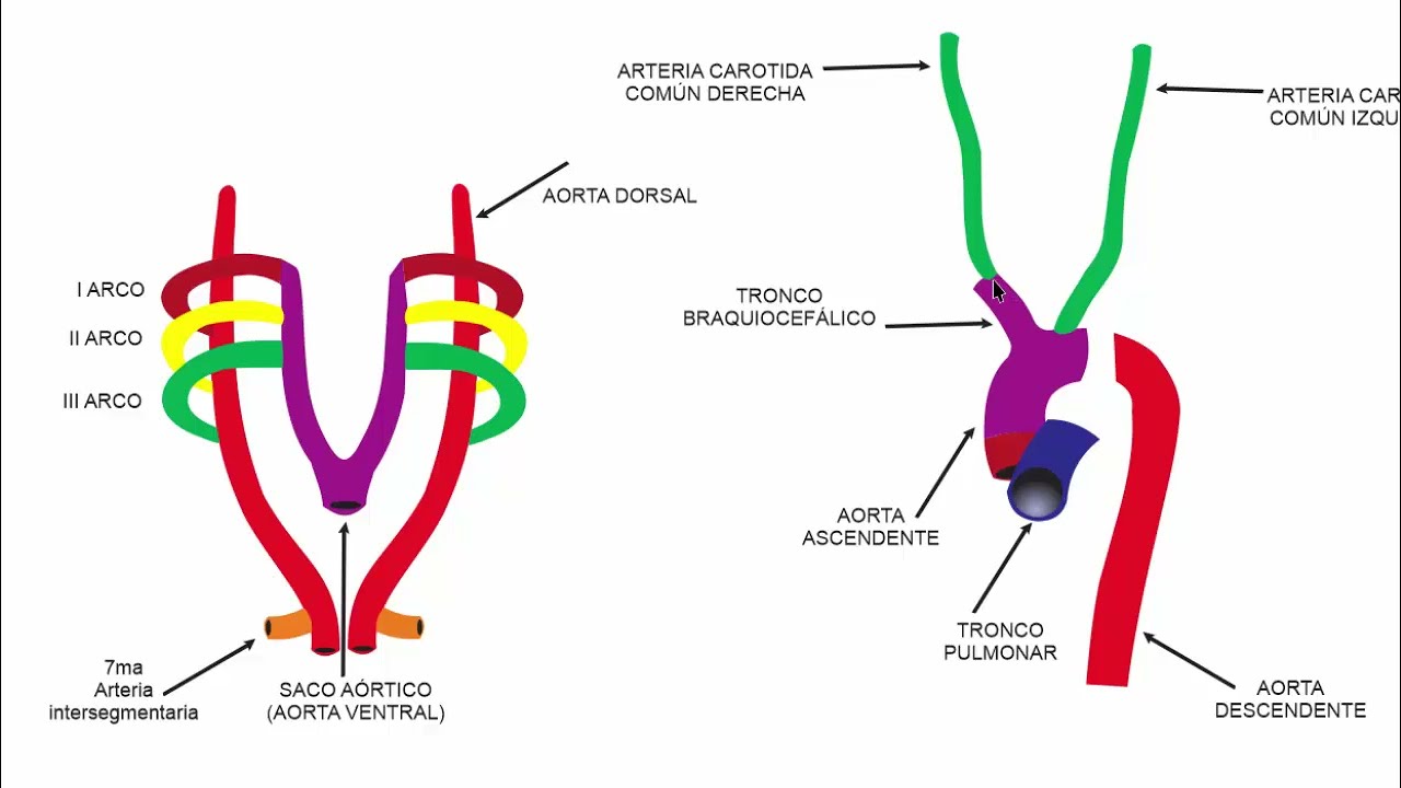Desarrollo embriológico del sistema arterial
