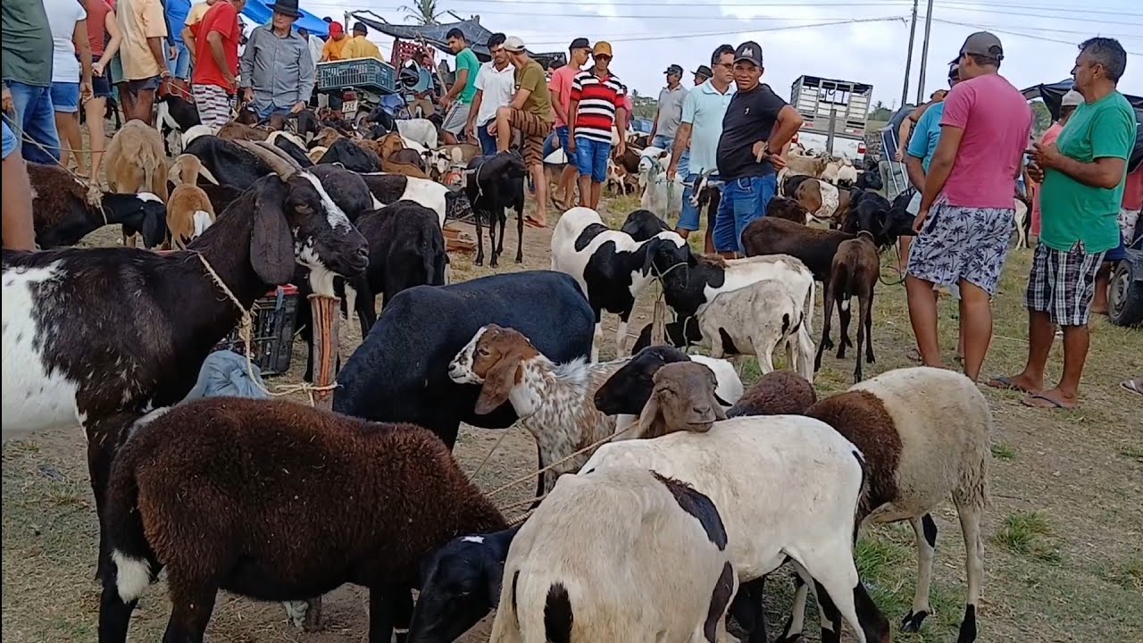 LAGOA DE PEDRAS-RN, LOTADA, BODE E OVELHAS  DE QUALIDADE.  25.11.2024